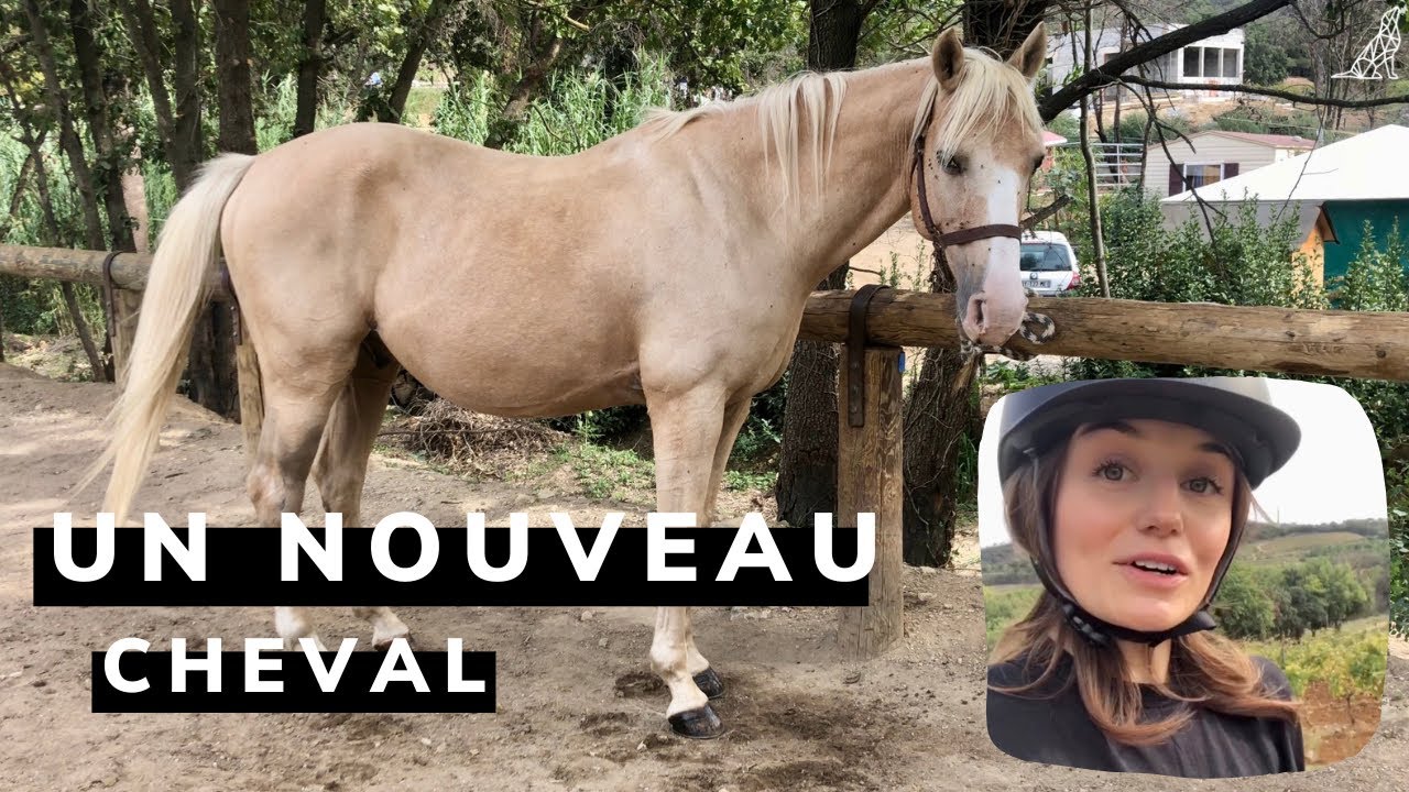 J'ai pris un cheval en demi-pension !