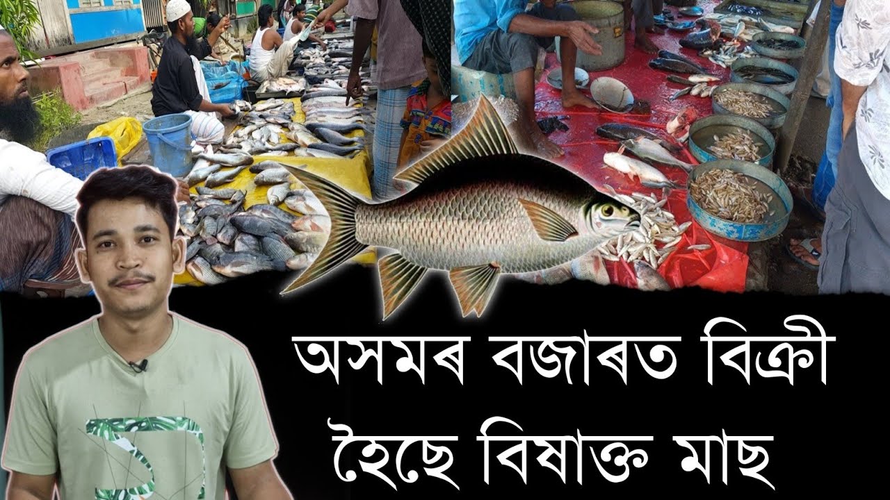 অসমৰ বজাৰত বিক্ৰী হৈছে বিষাক্ত মাছ || Aapun Shorts