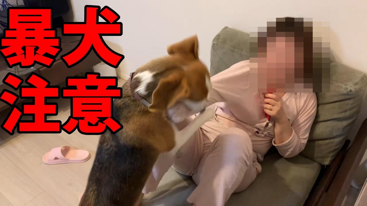 【Vlog vol.2】【閲覧注意】”暴犬”ママ育犬奮闘中