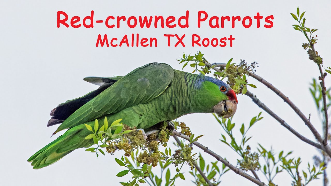 Red-crowned Parrots:  McAllen, TX Roost