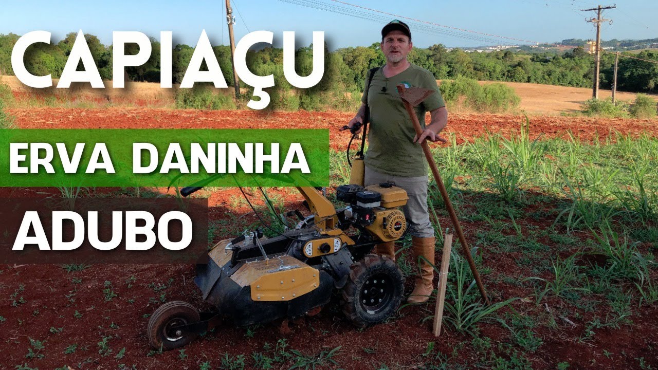 CAPIAÇU: remoção do inço e aplicação de adubo