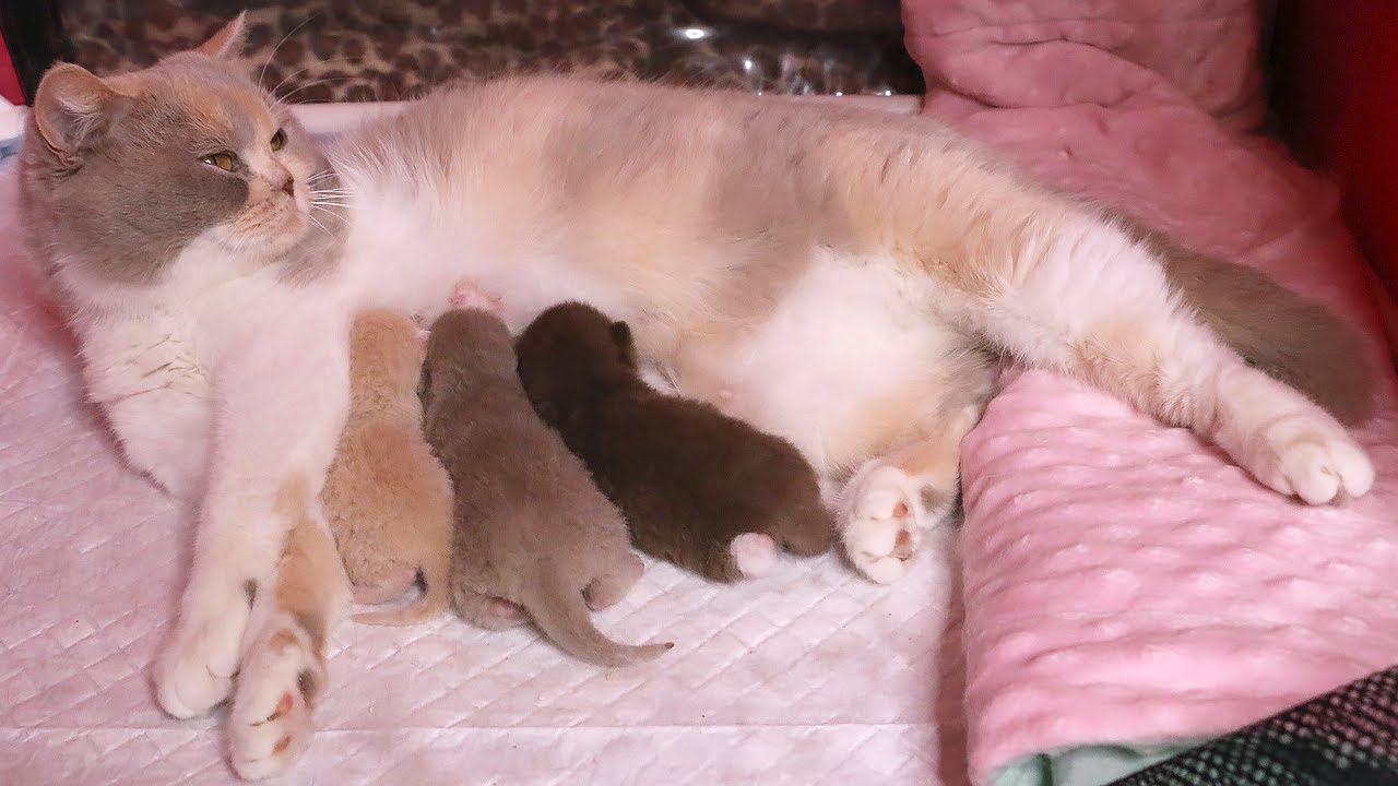 The Rescue Mama Cat Finally Trusted Me… But Then I Saw THIS on the Kitten 😨Subtitles