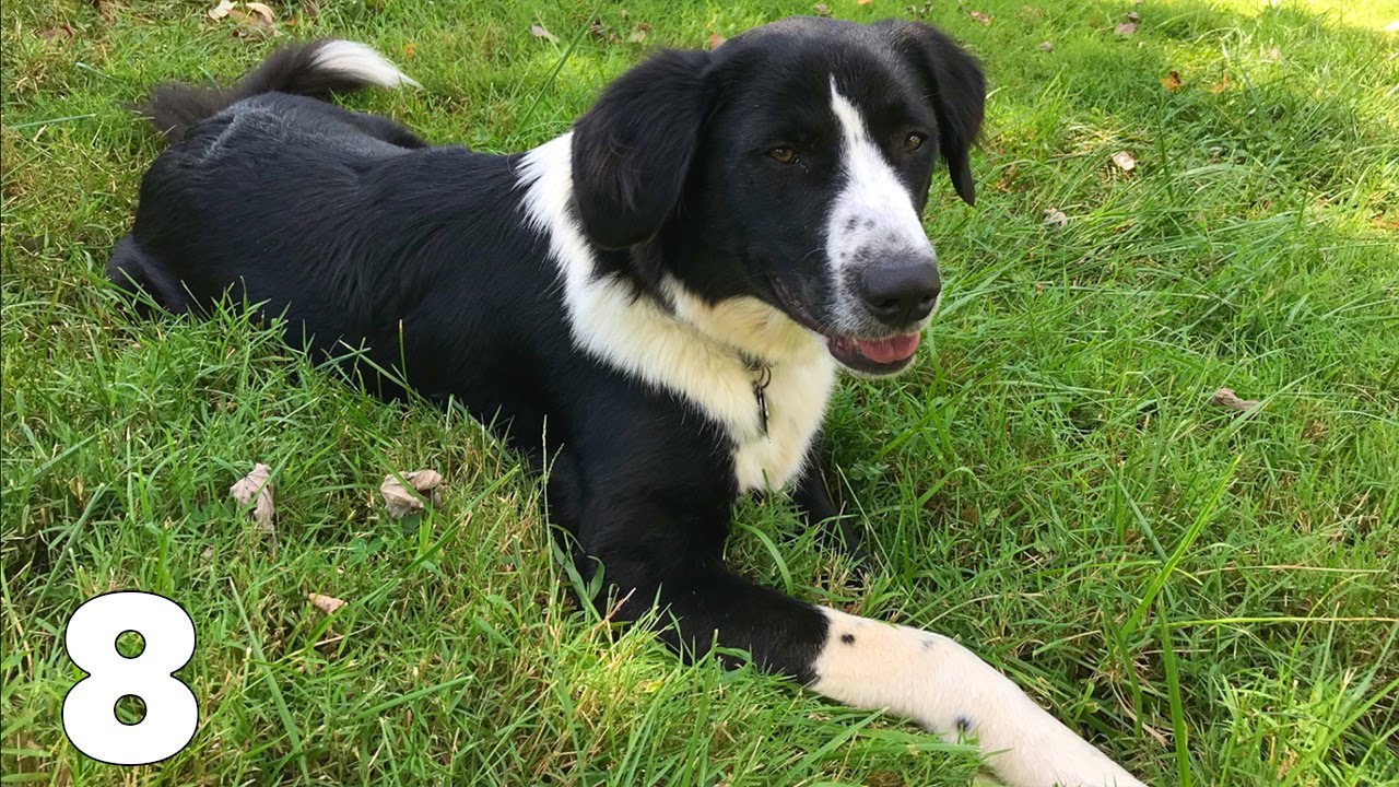 Meet Sydney - Episode 8 - Border Collie Vlogs