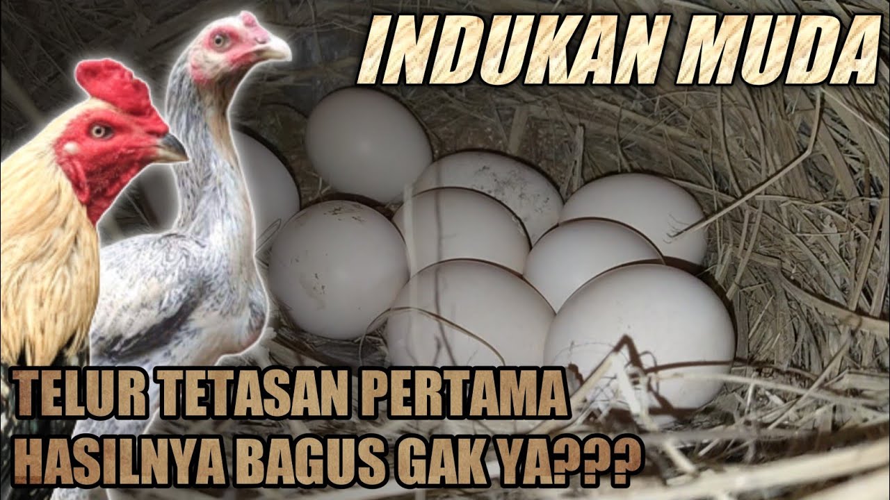 Bagus/Tidak⁉️ | Telur Tetasan Pertama Dari Indukan Muda