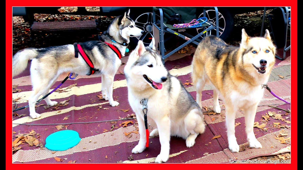 SEVEN DOGS CAMPING TOGETHER | 04/04/16