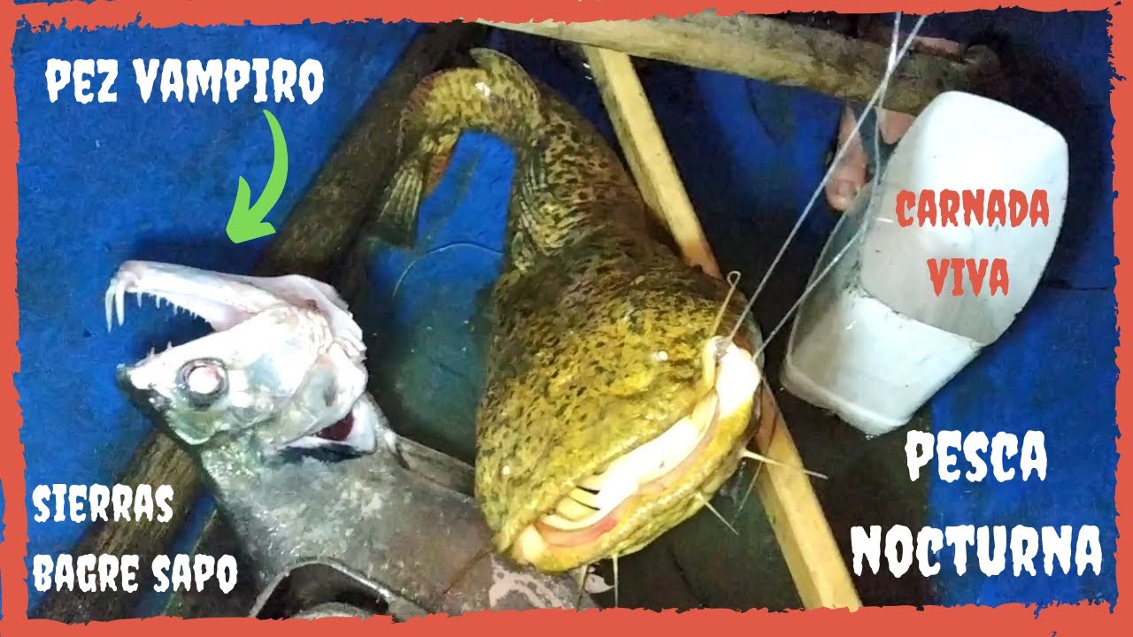 monstruos de rio , carnada para bagres , pesca en rio con carnada viva , pez vampiro , bagre sapo