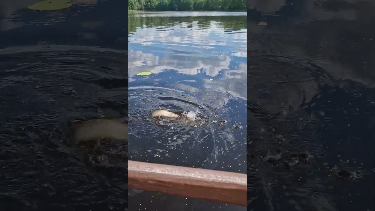 Pikta lydeka/Angry pike