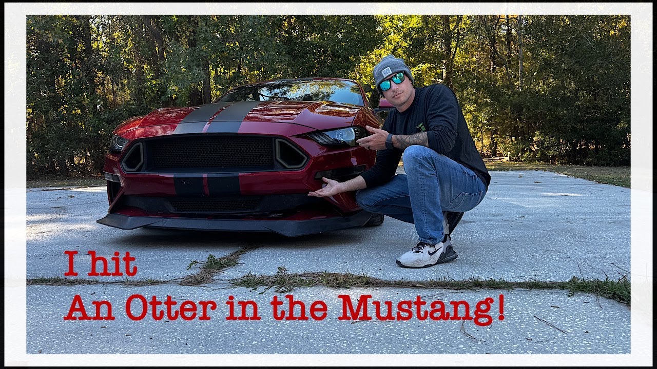 I Hit an OTTER In my Mustang (Destroyed my front bumper)