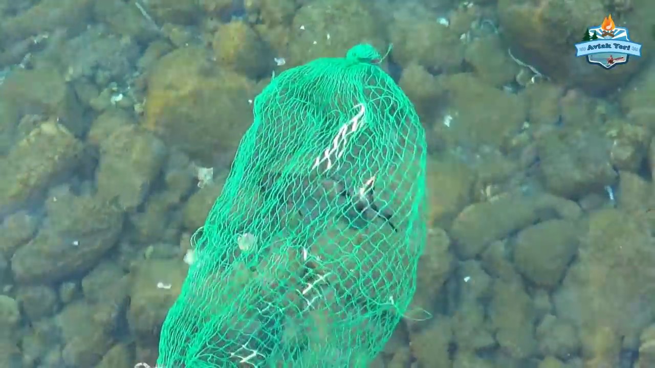 Altınkum'da Kıyıdan Sargoz Çupra Merasındayız ;) İzleyin - 08 Temmuz 2018