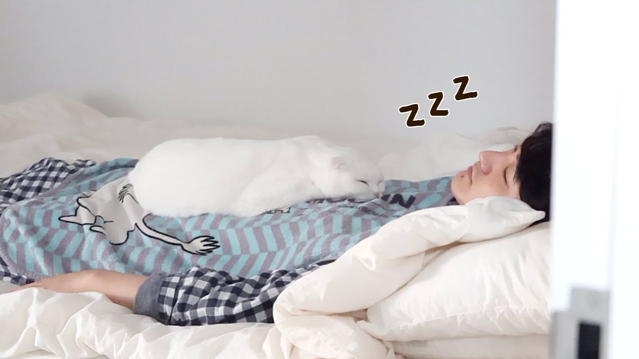 아빠 배 위에서만 자는 고양이 😭