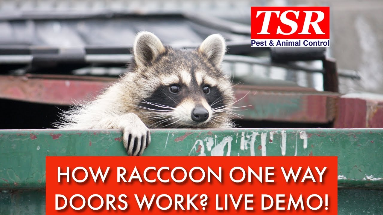 Raccoon Removal Toronto | Watch How Our Humane One-Way Door Works in Real Time!