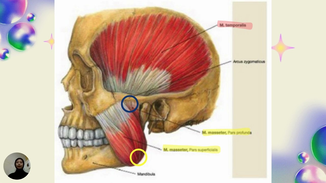 ANATOMI REGIO FACIALIS