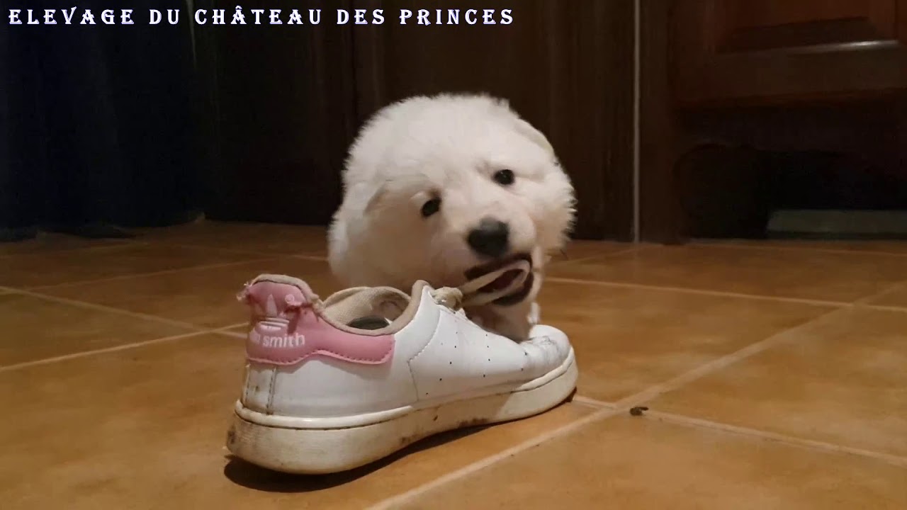 évolution Berger Blanc Suisse - élevage du château des princes