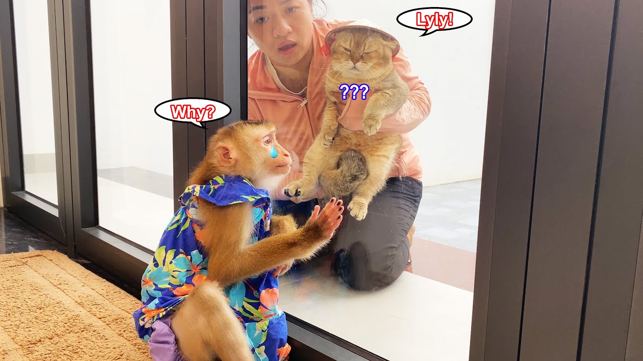 Monkey Lyly is disappointed and jealous when her mother takes Tommy the cat out and not her.