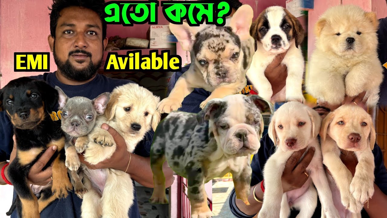 English Bulldog & French Bulldog Unique Colour Puppies Sale. Dog Market in Kolkata Price.