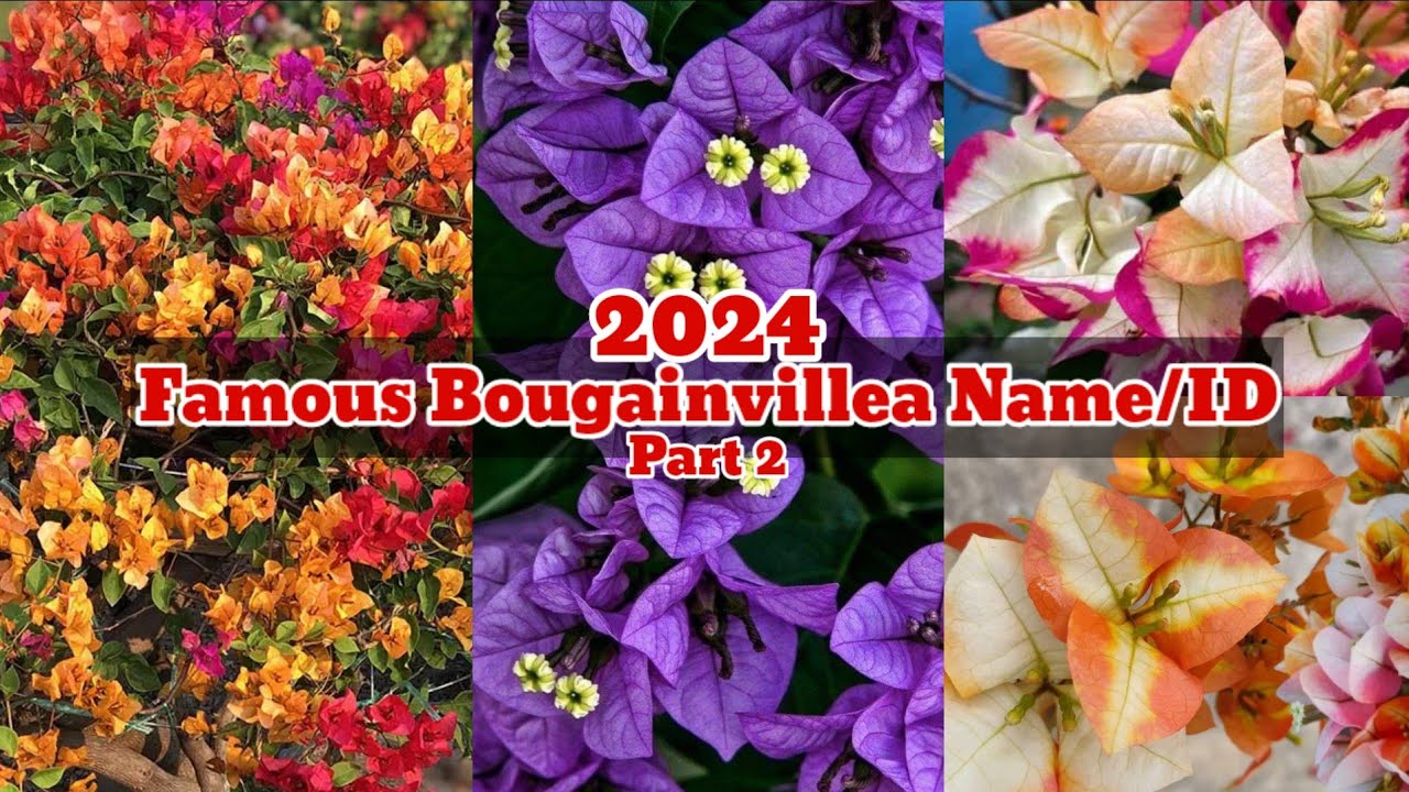 2024 Famous Bougainvillea Name/ID (Golden Sunshine, Sufia Indiana, Citra, Adarna, multi color)