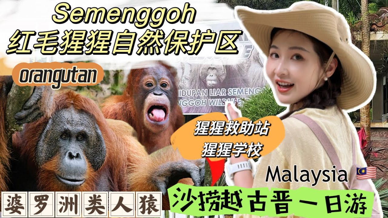 【马来西亚】太开心，终于看到了，我去古晋Semenggoh野生动物保育中心和红毛猩猩近距离接触！砂拉越 | 沙捞越 | 婆罗洲 | 类人猿 | 救助动物 | 古晋旅游 | 古晋景点