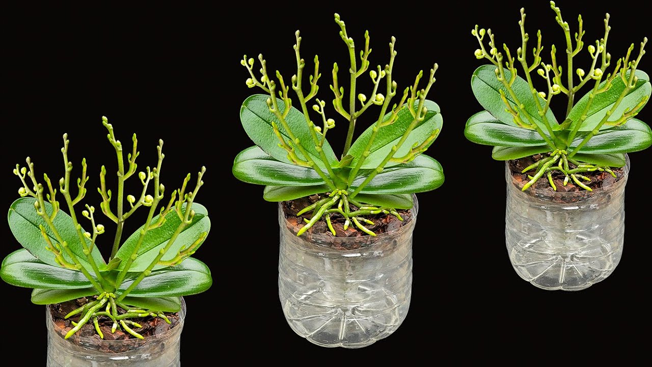 Tips for growing self-watering orchids in plastic bottles, flowers bloom forever and never fade