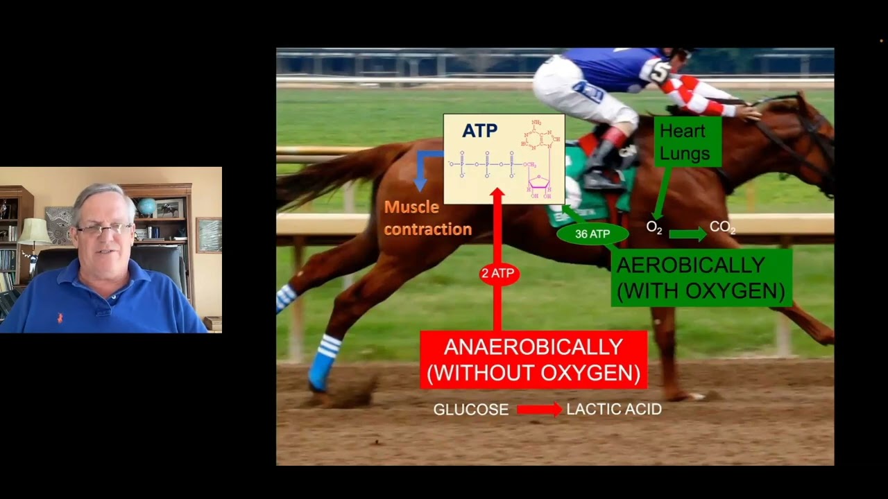 Recent Developments in Performance Horse Health & Nutrition