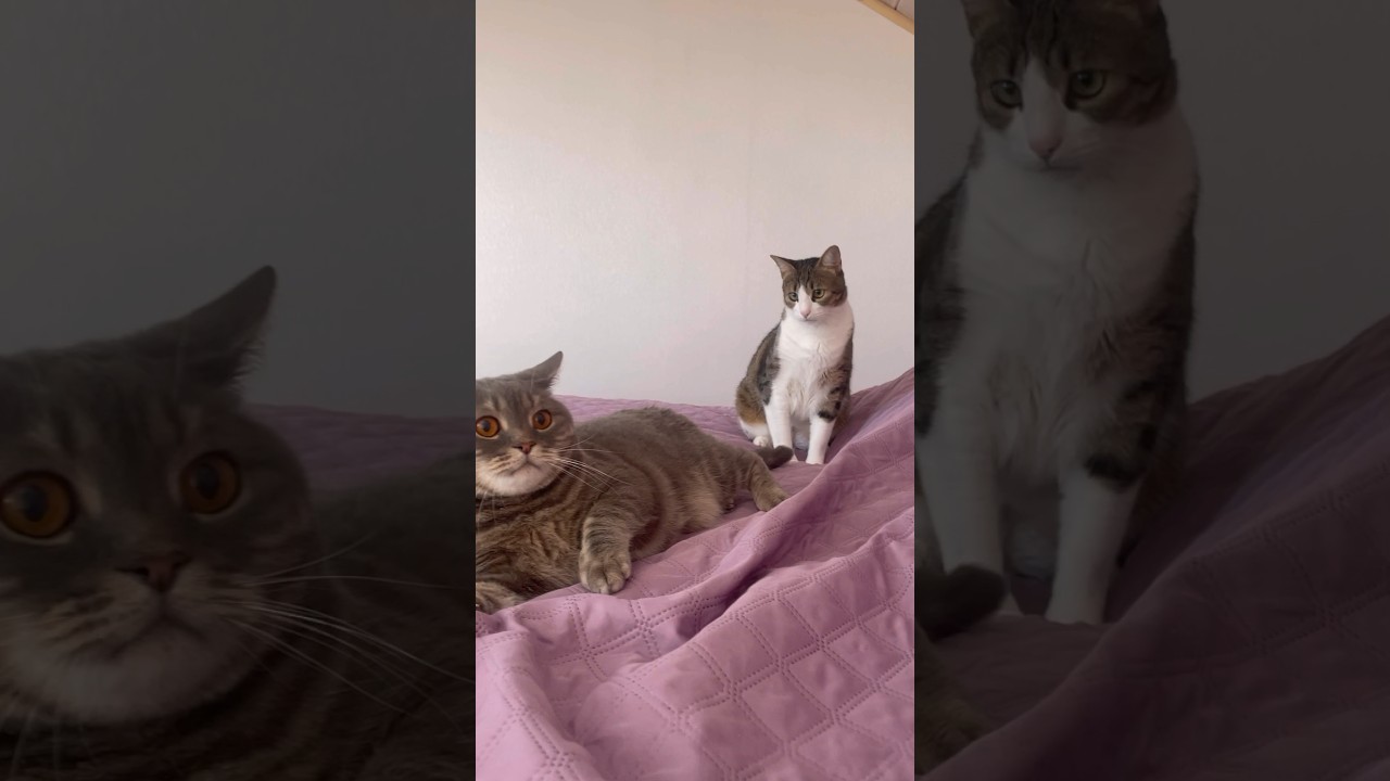 ДВА КОТА 😻СЧАСТЛИВЫ вместе 🤩#family #vlog #cat #pets