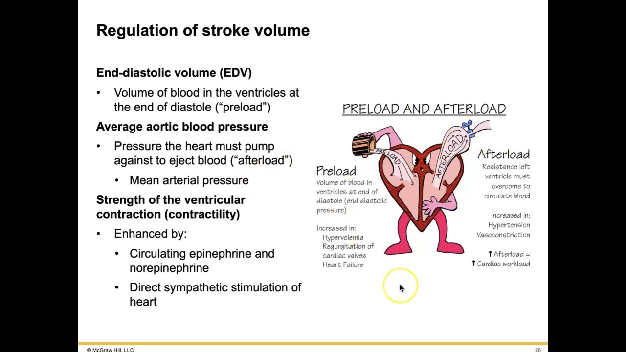 AHS 351 - Ch 9: Circulatory Responses to Exercise (Part 3)