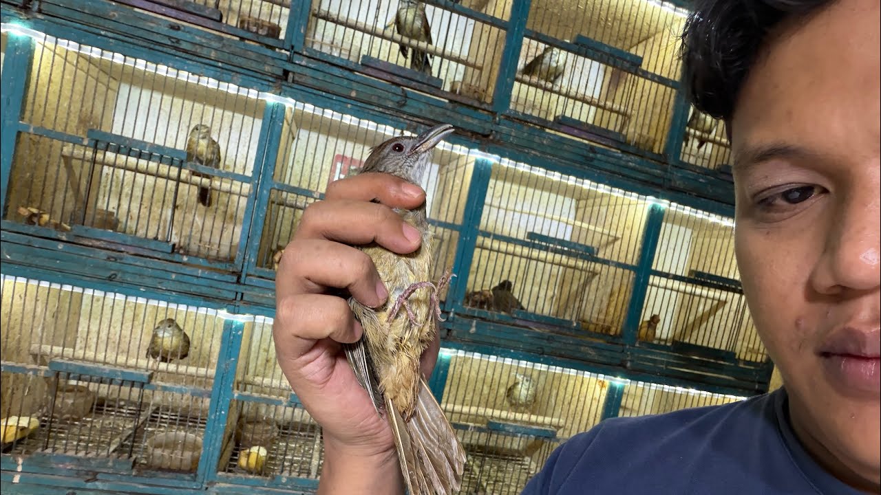 MASUK MASTERAN HANDAL READY KATEM SUMATRA JOSJIS