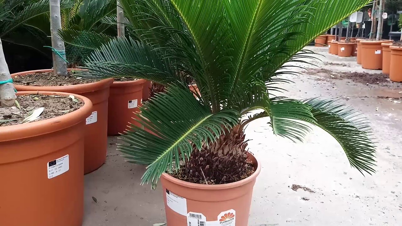 🌴🌴Petit tour chez floralux 27/06/2020, abonnez-vous 😉