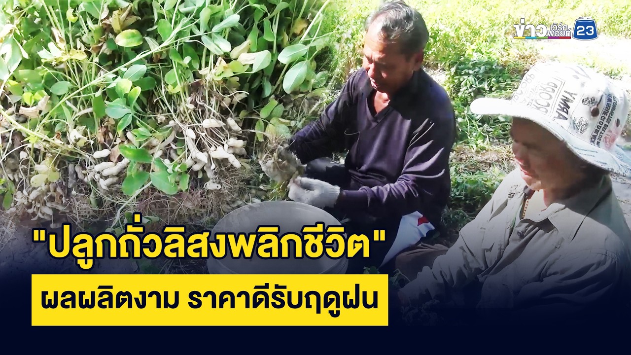 ปลูกถั่วลิสงพลิกชีวิต ผลผลิตงาม ราคาดีรับฤดูฝน