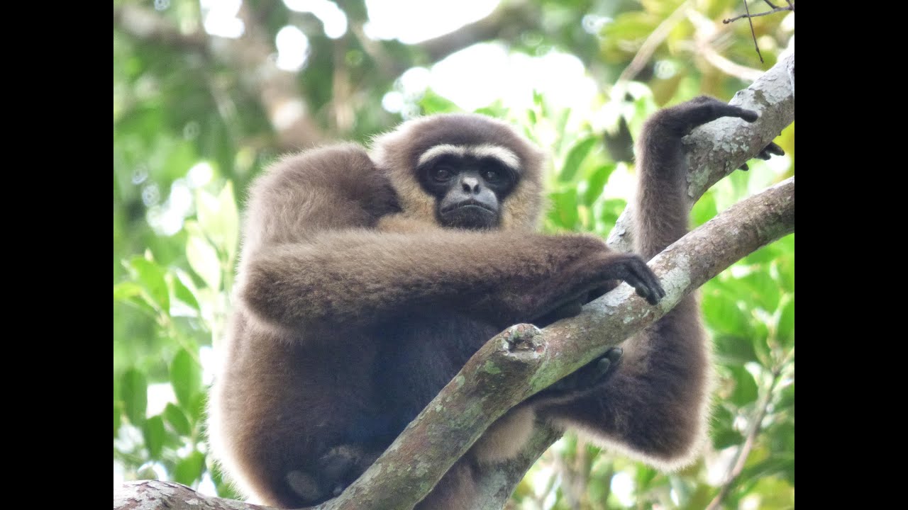Wildlife of Tanjung Puting National Park, Borneo II - 2015