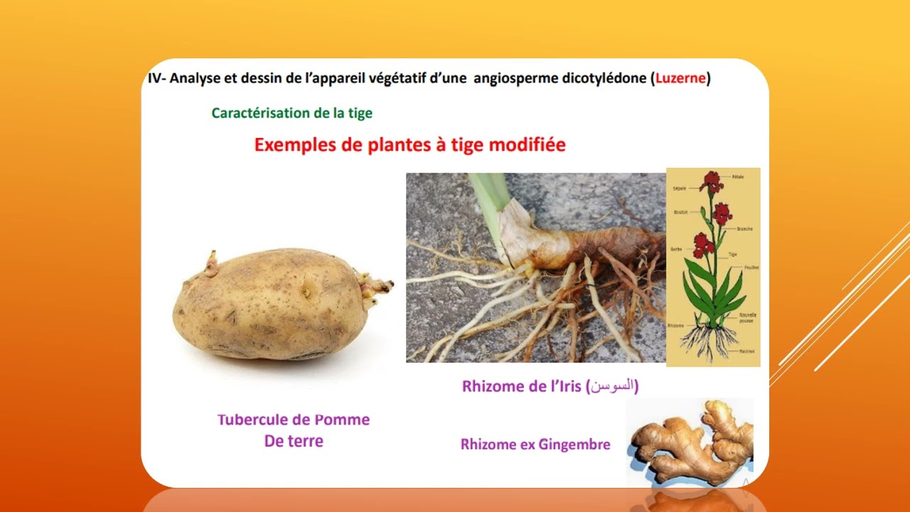 TP biologie végétale : étude de l'appareil végétatif des cormophytes