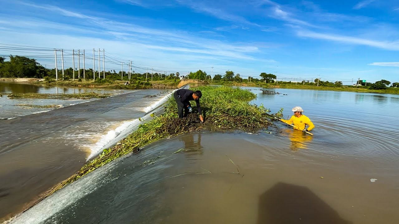 Hard Day To Remove Floating Plants Clogged On Massive Dam