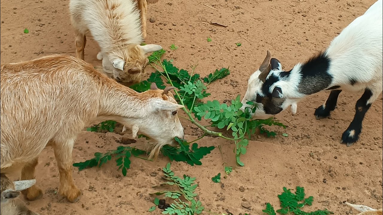 Organic Goat Breakfast: Fresh Moringa Leaves from My Farm
