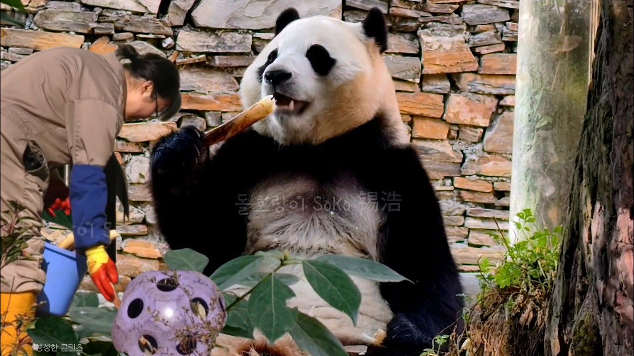 할부지에게 배운대로~❤️ | 2월 3일 오전(푸바오 실시간) Panda Fubao