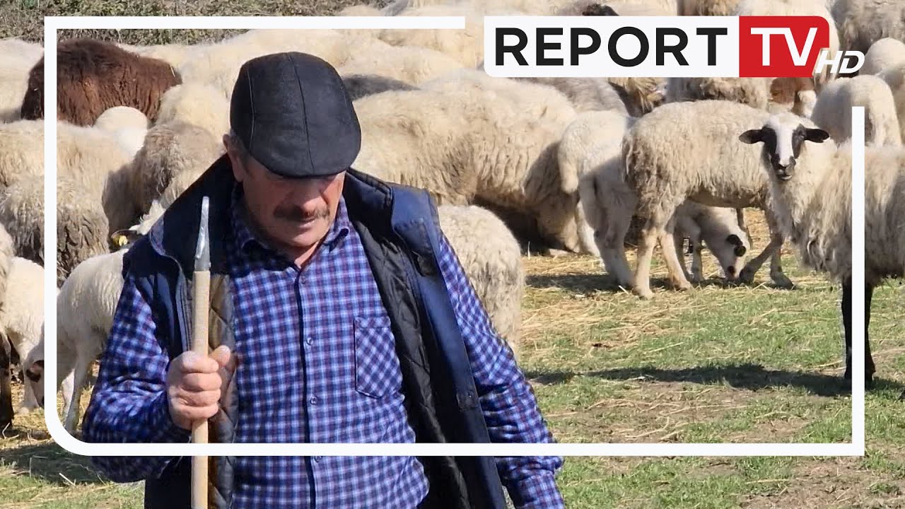 Nga Skrapari në Myzeqe, çobani që shtegton me dele rrëfen sfidat: Nëse s’ndërhyn shteti, blegtoria…