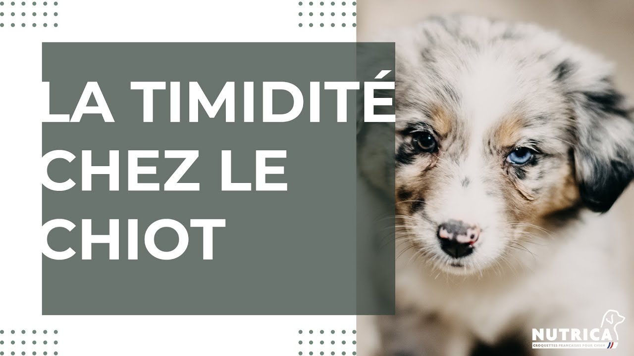 Comment aider votre chiot timide &agrave; &ecirc;tre plus confiant ?