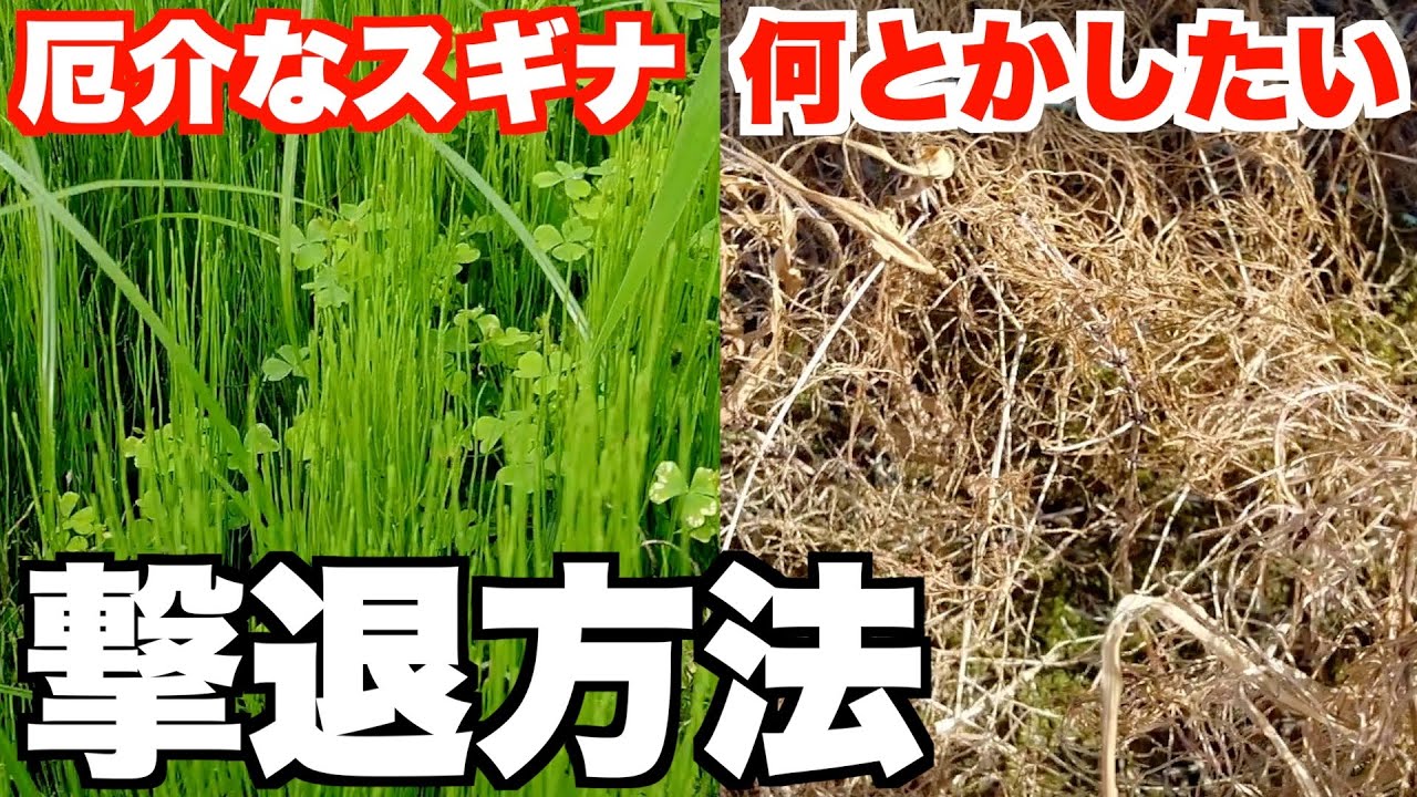 【スギナ対策】この夏はスギナに絶対悩まない〜生態を知れば対策分かる