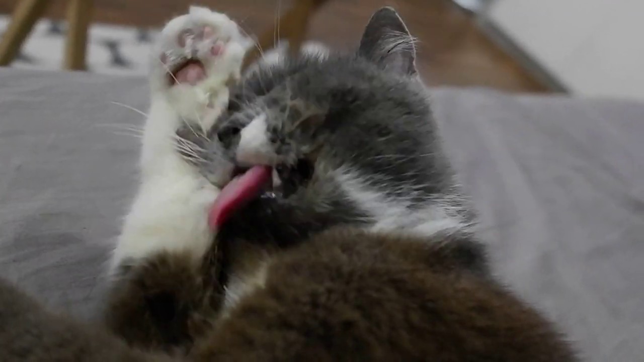 2 Minutes of My Chartreux Cat Blot Grooming