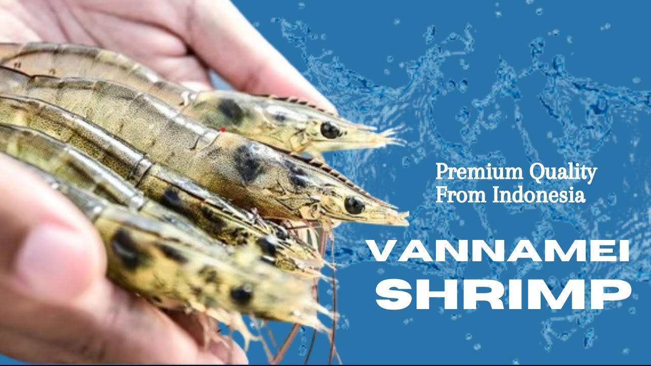 Premium Vannamei Shrimp Export from Indonesia | Fresh & Sustainable