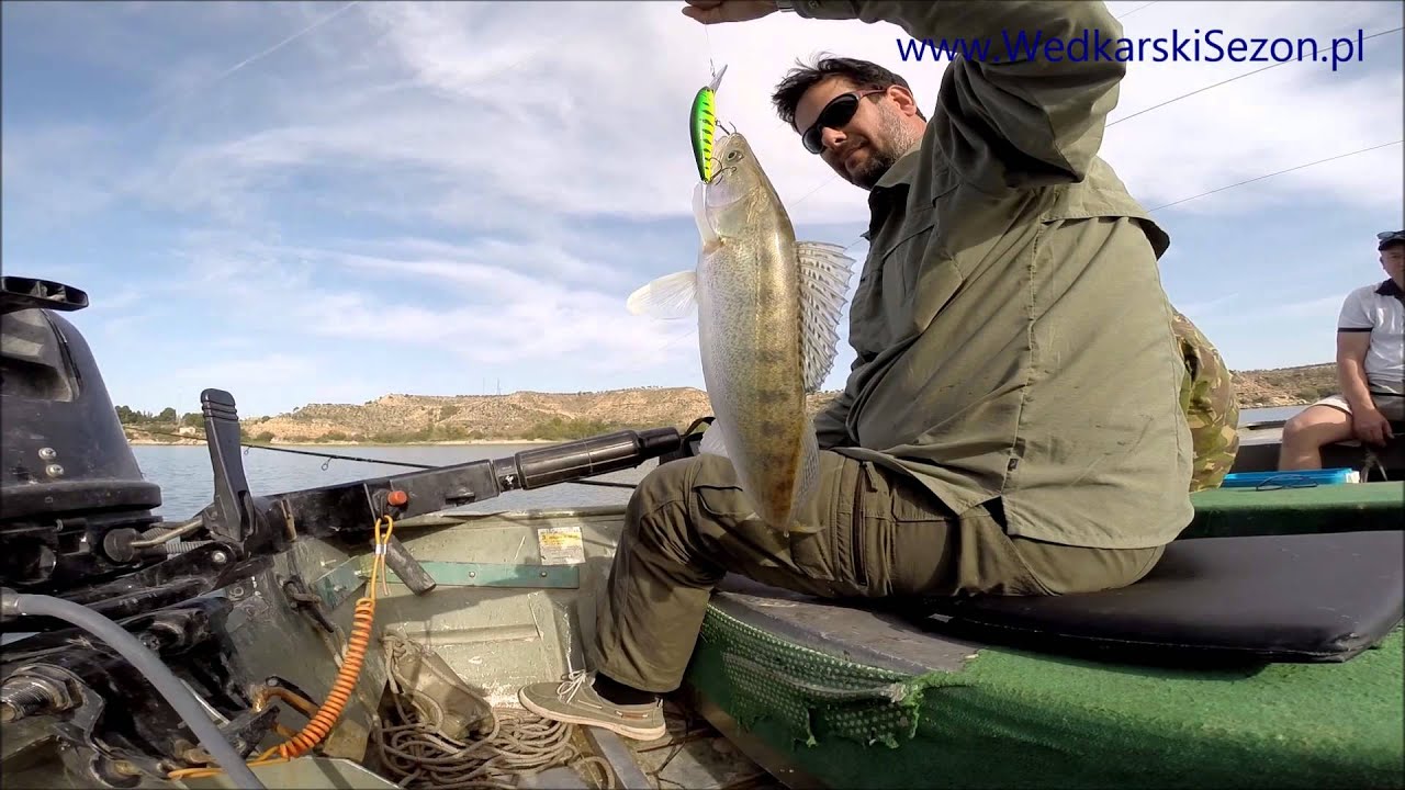 Łowienie sandaczy na RIO EBRO, okolice Caspe
