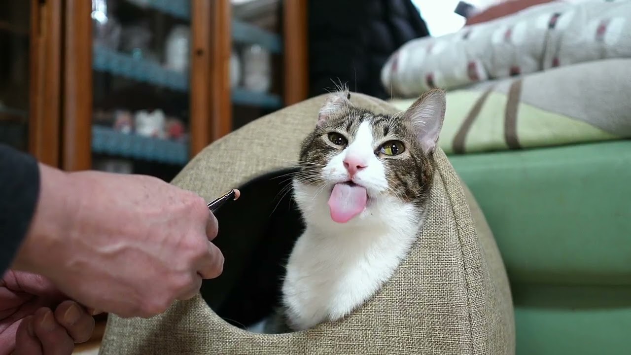 ボーちゃん、介助なしで初めての手チュール=^・^=