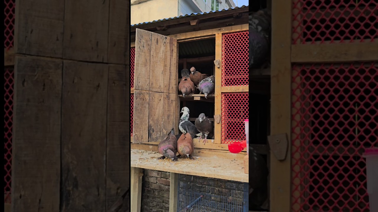 Release the pigeons #pigeon #голубь #pomba #حمامة #kalapati #pigeonlover #pet