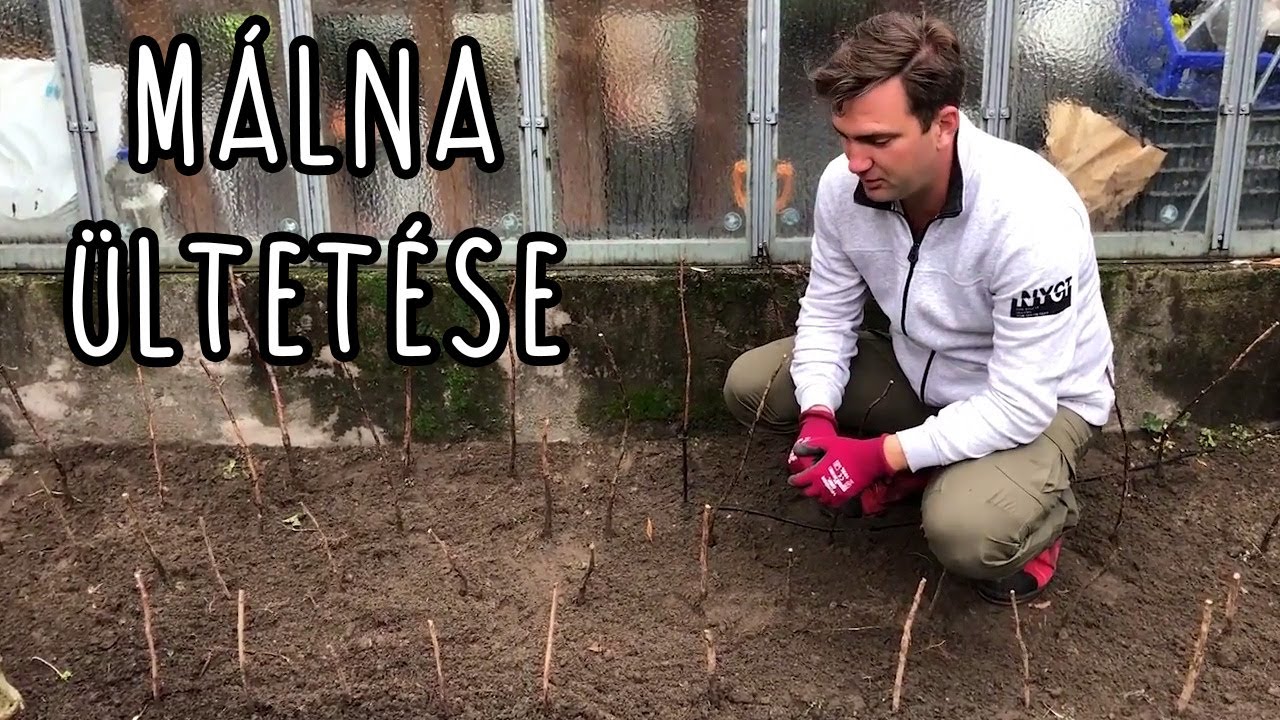 Málna ültetése