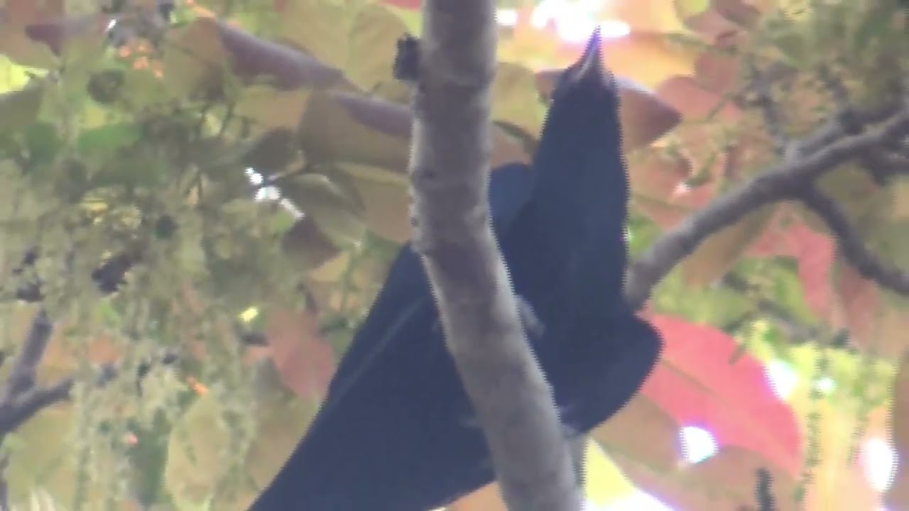 Melody of an Asian Koel (နွေဦးတေးသီ ဥဩမြည်)