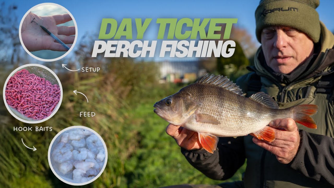 Perch Fishing | Day Ticket Tips