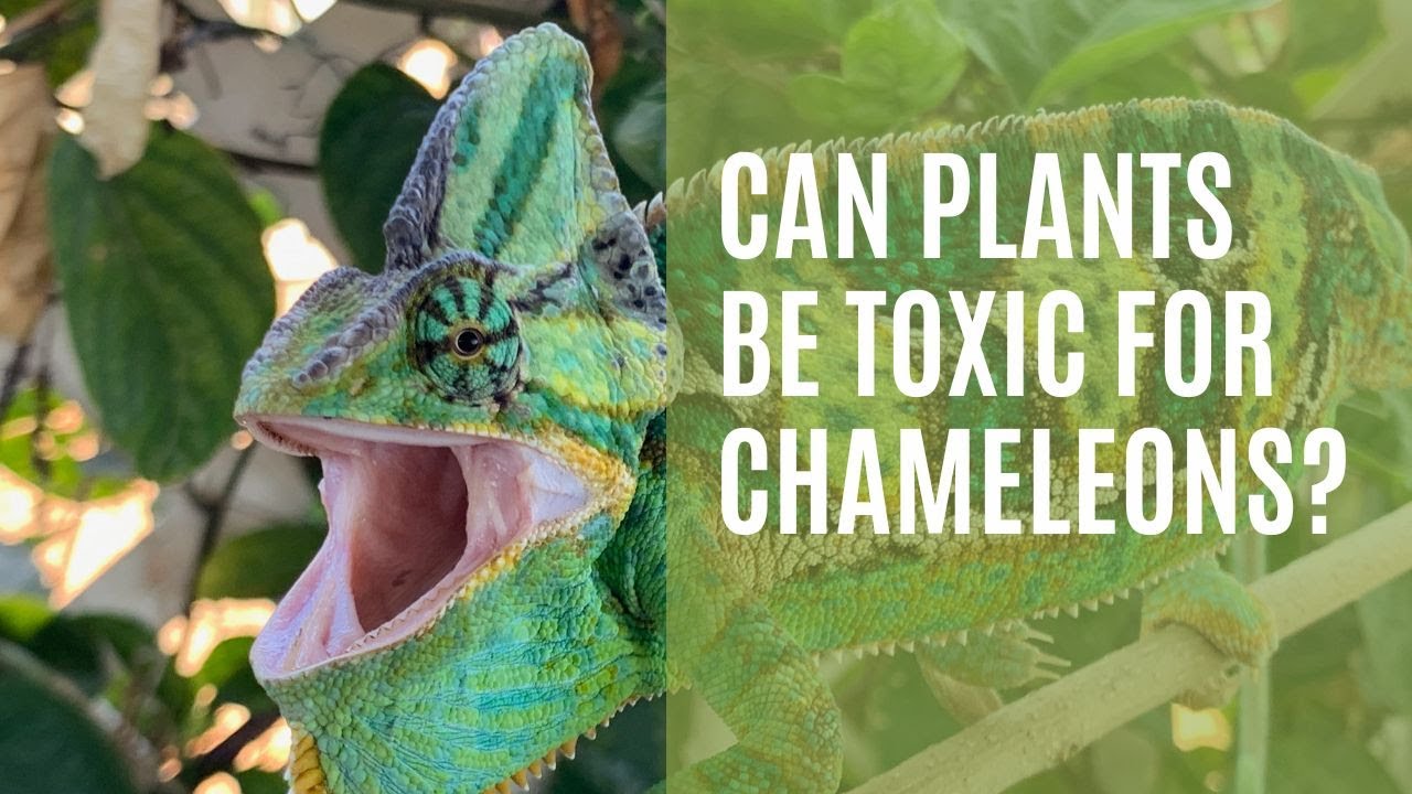 Can Plants be Toxic for Chameleons?