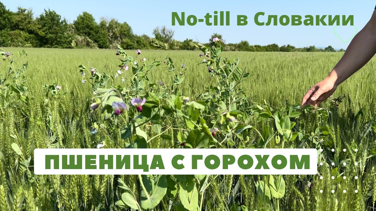 Симбиоз пшеницы с горохом | No-till в Словакии