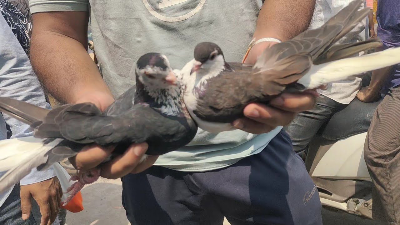 Welcome chowk kabutar market Delhi pigeon market gole kabootar madrasi kabli fancy @The pigeons world