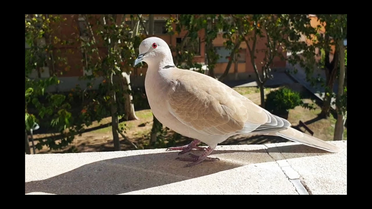 El Parque de Robin....Germán recupera su territorio (1ª  Parte). El pichón impone su ley...por ahora