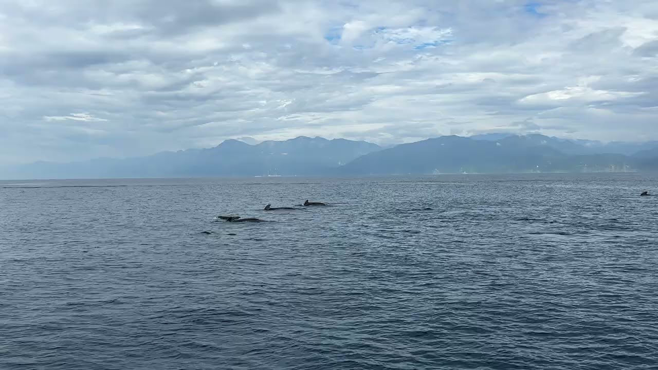 短肢領航鯨(Short-finned pilot whale) -2