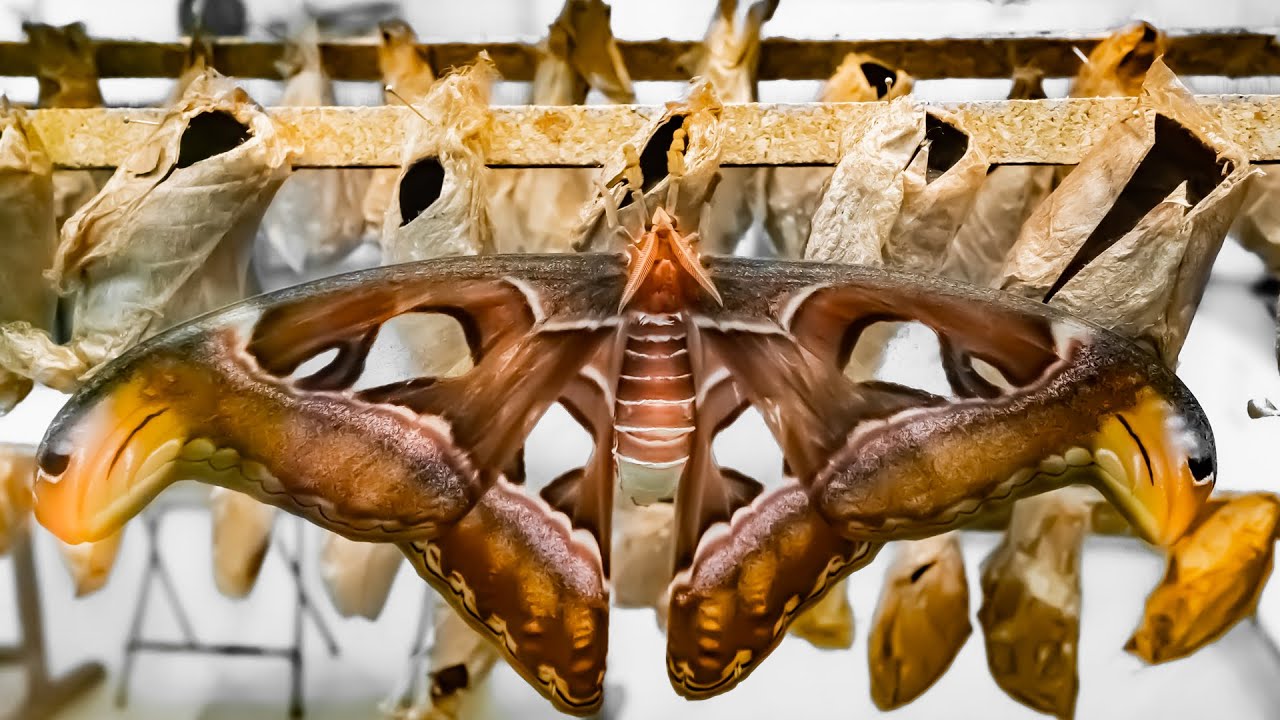 Mariposario de Benalmádena, Málaga